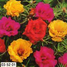 PORTULACA EXTRA DOPPIA MISCUGLIO GR.10 - Foto 2